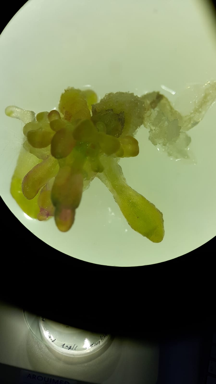 Plant Biotechnology & Genome Engineering — image 1