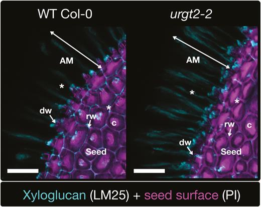 Plant Cell Wall Biology — image 1