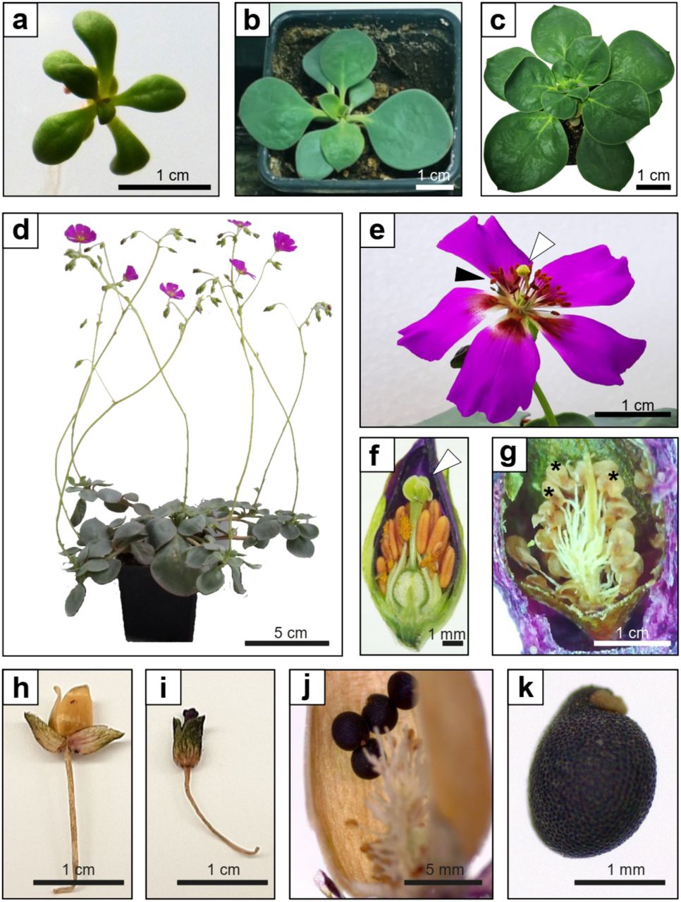 Plant Drought Adaptation — image 1